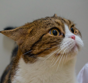 小启阿的个人资料头像