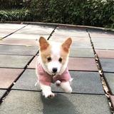小号尼克杨头像