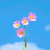 彩月追忆头像