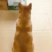 gogou的个人资料头像