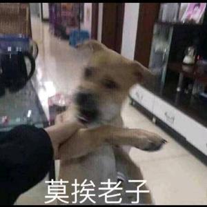 认真凯尔西8a3U头像
