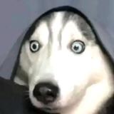 99亿少女的梦头像