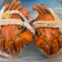 灰灰的元胖子头像