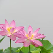 夏叶子的个人资料头像
