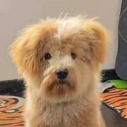 Afterglow215的个人资料头像