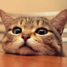 伊丽莎白一狗剩的个人资料头像