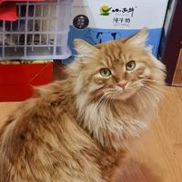 是这个老顾啊头像