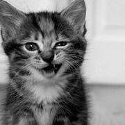 maoyz0621的个人资料头像