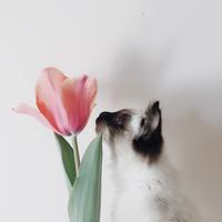 清茗尚荷渔头像