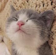 要包子的个人资料头像