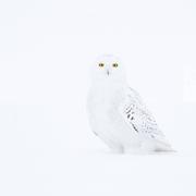 ephanoco的个人资料头像