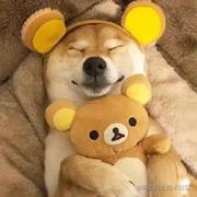 吃墨鱼的章鱼的个人资料头像