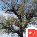 未元的个人资料头像