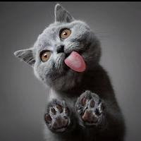 高级画板PTk头像