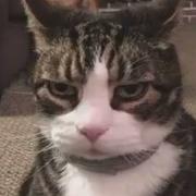 屋顶的猫239的个人资料头像