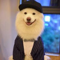 MrMubox头像