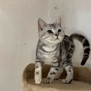 猫mao宠chong头像