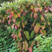 推崇国产车头像