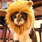 骑猪怼大树的个人资料头像