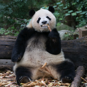 大熊猫伴豆米头像