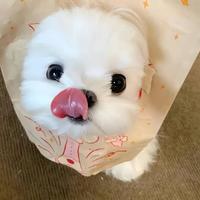 用户7585820655727头像