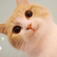 可爱小动物乐园头像