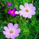 丢丢小姐巛头像