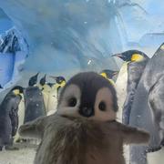 凭梵的个人资料头像