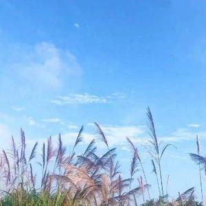 仙境音乐头像
