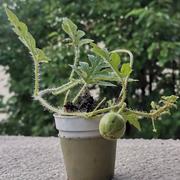 蜗牛的个人资料头像