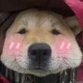 24718827头像