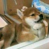 翰白头像