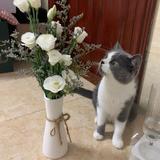 花生头像