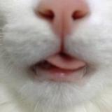 小喵4895头像