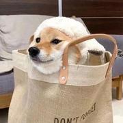 福宝plus的个人资料头像