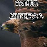 向往天空的鹰头像