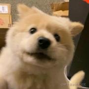 昊昊哈哈哈的个人资料头像