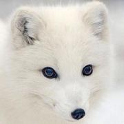 AlopexLagopusXu的个人资料头像