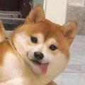 胖了个达头像