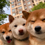 诨号无敌鸭的个人资料头像