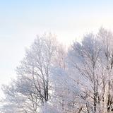 天降瑞雪213头像