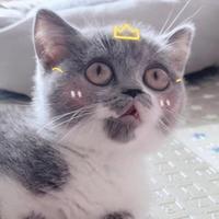 包子她老爸头像