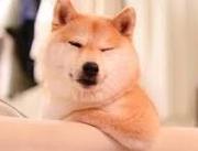 donk大魔王的个人资料头像