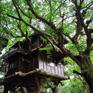 南山树屋隐世酒店头像