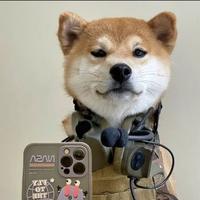 吃肉的兔子531头像