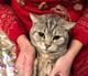 胖猫主子的主子 · 雷克萨斯NX车主·车龄10年头像