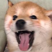 Doit的个人资料头像