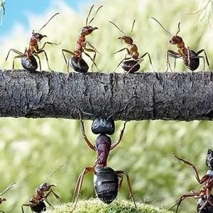 极客蚂蚁影视界头像