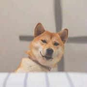 黄皮子的个人资料头像