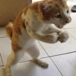 金坷拉头像